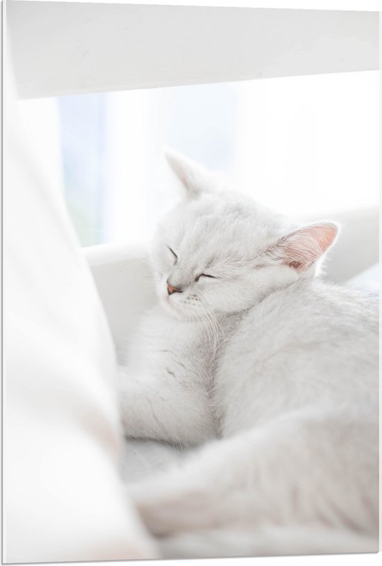 Acrylglas - Witte Kat slapend tegen Witte Bank - 60x90 cm Foto op Acrylglas (Met Ophangsysteem)