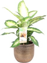 Dieffenbachia Camilla in sierpot Mira (goudkleurig) ↨ 50cm - hoge kwaliteit planten