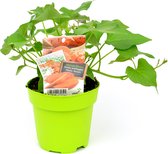 Zoete Aardappel - 2 planten - in groene pot (Ø12cm)