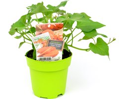 Zoete Aardappel - 2 planten - in groene pot (Ø12cm)