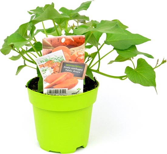Set van 2 Zoete Aardappelen