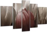 Glasschilderij Tulp - Bruin, Grijs, Wit - 170x100cm 5Luik - Foto Op Glas - Geen Acrylglas Schilderij - 6000+ Glasschilderijen Collectie - Wanddecoratie