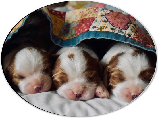 Dibond Ovaal - Drie Slapende Puppy's met Bruine Contouren onder Deken - 40x30 cm Foto op Ovaal (Met Ophangsysteem)