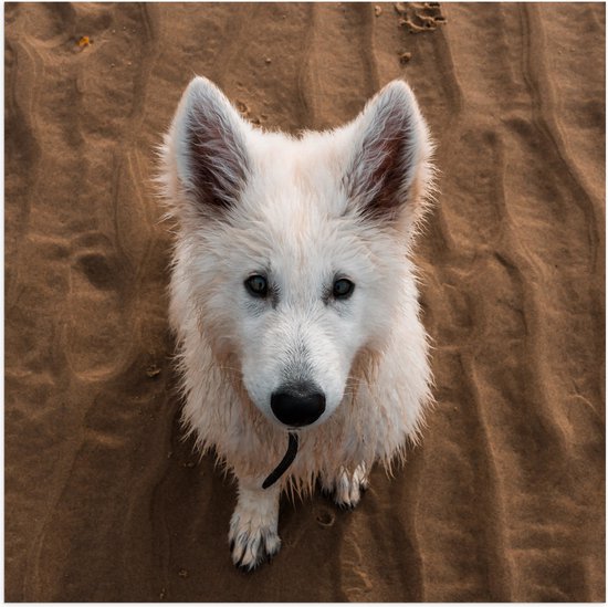 Poster Glanzend – Omhoogkijkende Witte Herder Hond op het Strand - 50x50 cm Foto op Posterpapier met Glanzende Afwerking