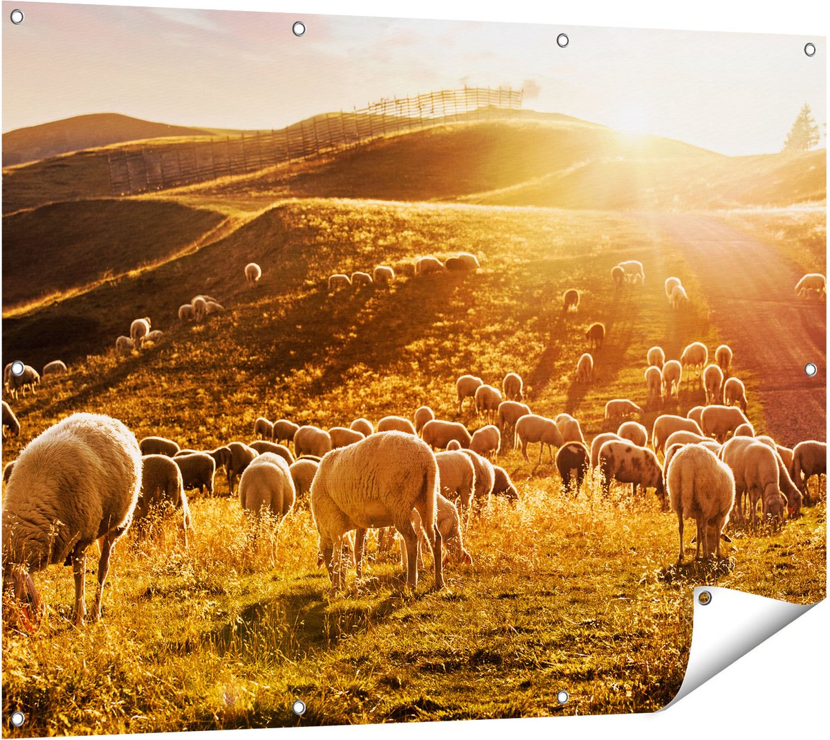 Gards Tuinposter Schapen in de Heuvels bij Zonsondergang - 120x90 cm - Tuindoek - Tuindecoratie - Wanddecoratie buiten - Tuinschilderij Multikleur