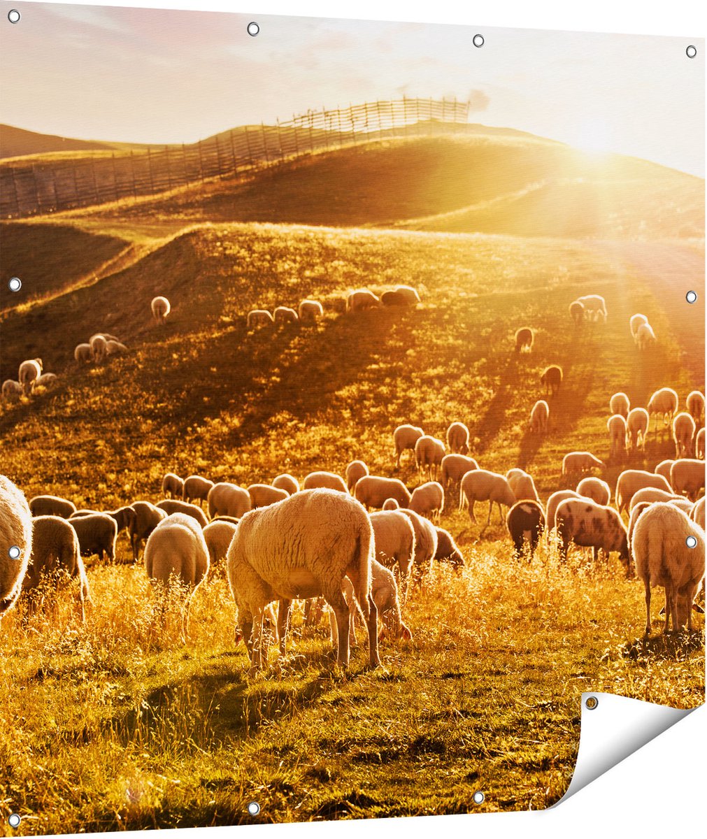 Gards Tuinposter Schapen in de Heuvels bij Zonsondergang - 110x110 cm - Tuindoek - Tuindecoratie - Wanddecoratie buiten - Tuinschilderij Multikleur