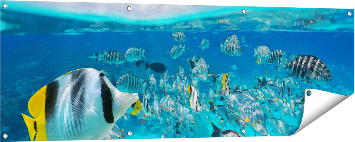 Gards Tuinposter Zwerm Gele Vissen in het Water - 150x50 cm - Tuindoek - Tuindecoratie - Wanddecoratie buiten - Tuinschilderij Multikleur