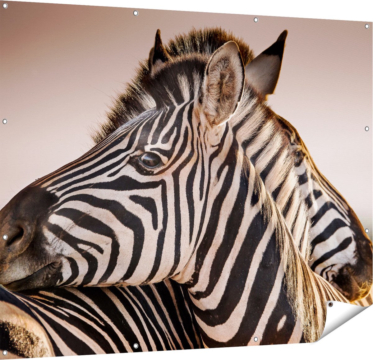 Gards Tuinposter Twee Knuffelende Zebra's - 150x120 cm - Tuindoek - Tuindecoratie - Wanddecoratie buiten - Tuinschilderij Multikleur