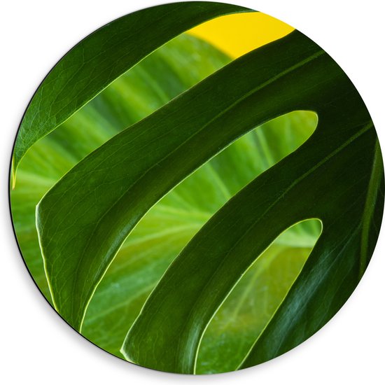 Dibond Muurcirkel - Grote Groene Bananenbladeren tegen Okergele Achtergrond - 50x50 cm Foto op Aluminium Muurcirkel (met ophangsysteem)