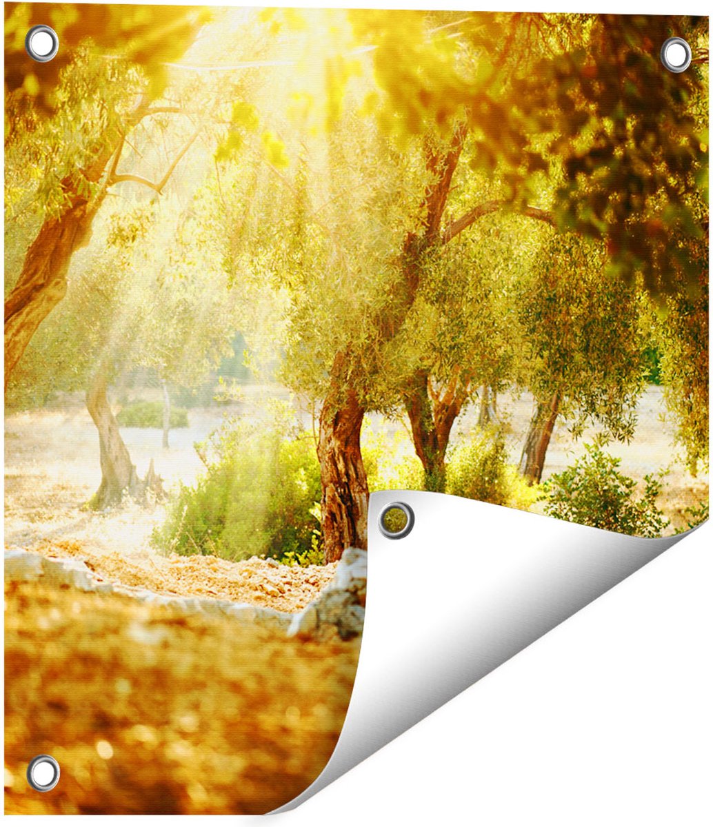 Gards Tuinposter Olijfbomen - Olijfboomgaard - 40x40 cm - Tuindoek - Tuindecoratie - Wanddecoratie buiten - Tuinschilderij Multikleur