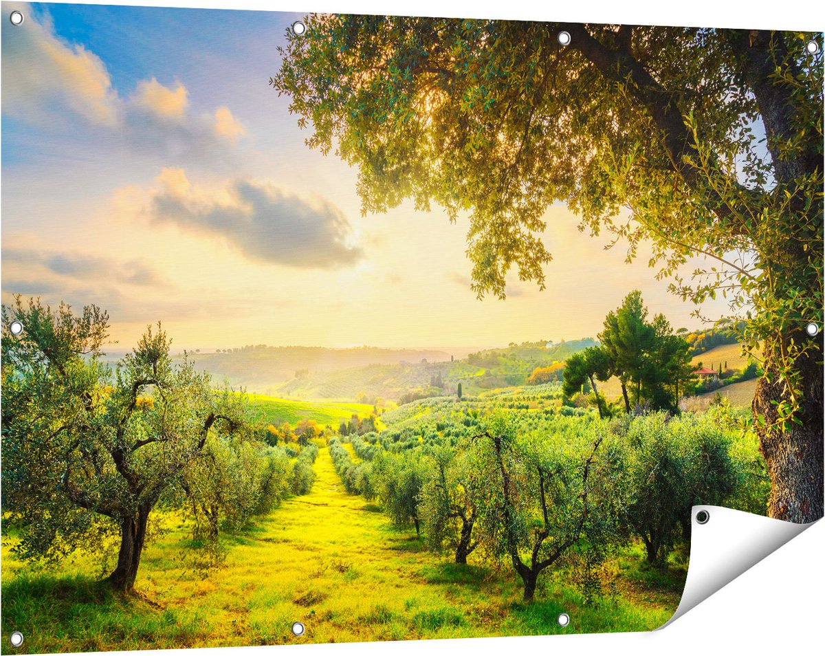 Gards Tuinposter Olijvenbomen - Olijvengaard - 120x80 cm - Tuindoek - Tuindecoratie - Wanddecoratie buiten - Tuinschilderij Multikleur