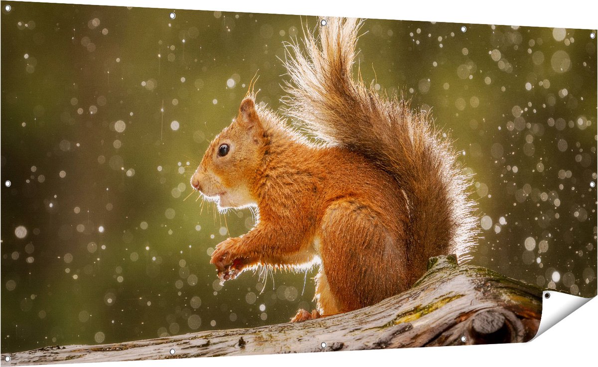 Gards Tuinposter Eekhoorn in de Regen - 200x100 cm - Tuindoek - Tuindecoratie - Wanddecoratie buiten - Tuinschilderij Multikleur