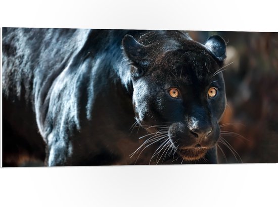 PVC Schuimplaat- Gespierde Zwarte Jaguar met Gespreide Ogen - 100x50 cm Foto op PVC Schuimplaat