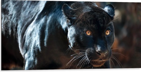 Dibond - Gespierde Zwarte Jaguar met Gespreide Ogen - 100x50 cm Foto op Aluminium (Wanddecoratie van metaal)
