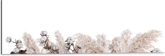Dibond - Mix van Pampasgras Planten en Katoenplanten tegen Witte Achtergrond - 90x30 cm Foto op Aluminium (Wanddecoratie van metaal)