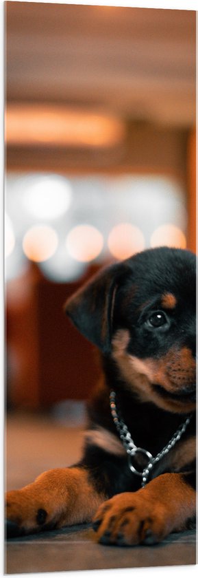 Acrylglas - Liggende Rottweiler Puppy met IJzeren Halsband - 50x150 cm Foto op Acrylglas (Met Ophangsysteem)