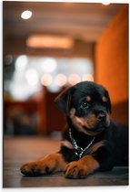 Dibond - Liggende Rottweiler Puppy met IJzeren Halsband - 40x60 cm Foto op Aluminium (Met Ophangsysteem)