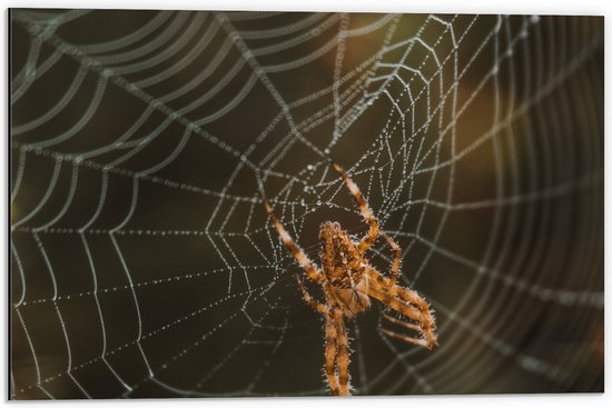 Dibond - Kleine Spin midden in Spinnenweb - 60x40 cm Foto op Aluminium (Met Ophangsysteem)
