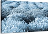 Schilderij Op Canvas - Groot -  Bloem - Blauw - 140x90cm 1Luik - GroepArt 6000+ Schilderijen Woonkamer - Schilderijhaakjes Gratis