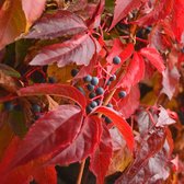 Vigne vierge - Parthenocissus quinq. engelmannii 50-60 cm