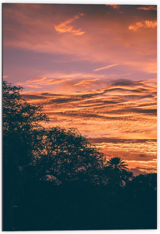 Dibond - Silhouet Bomen bij Zonsonderdag - 70x105 cm Foto op Aluminium (Wanddecoratie van metaal)