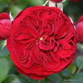 Kordes Feeërieke roos - Rosa 'Rötkäppchen'® - Plant-o-fix 20-30 cm