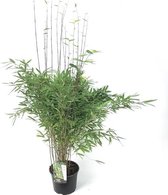 Sierbamboe / Japanse bamboe - Fargesia nitida 'Gansu' 60-80 cm