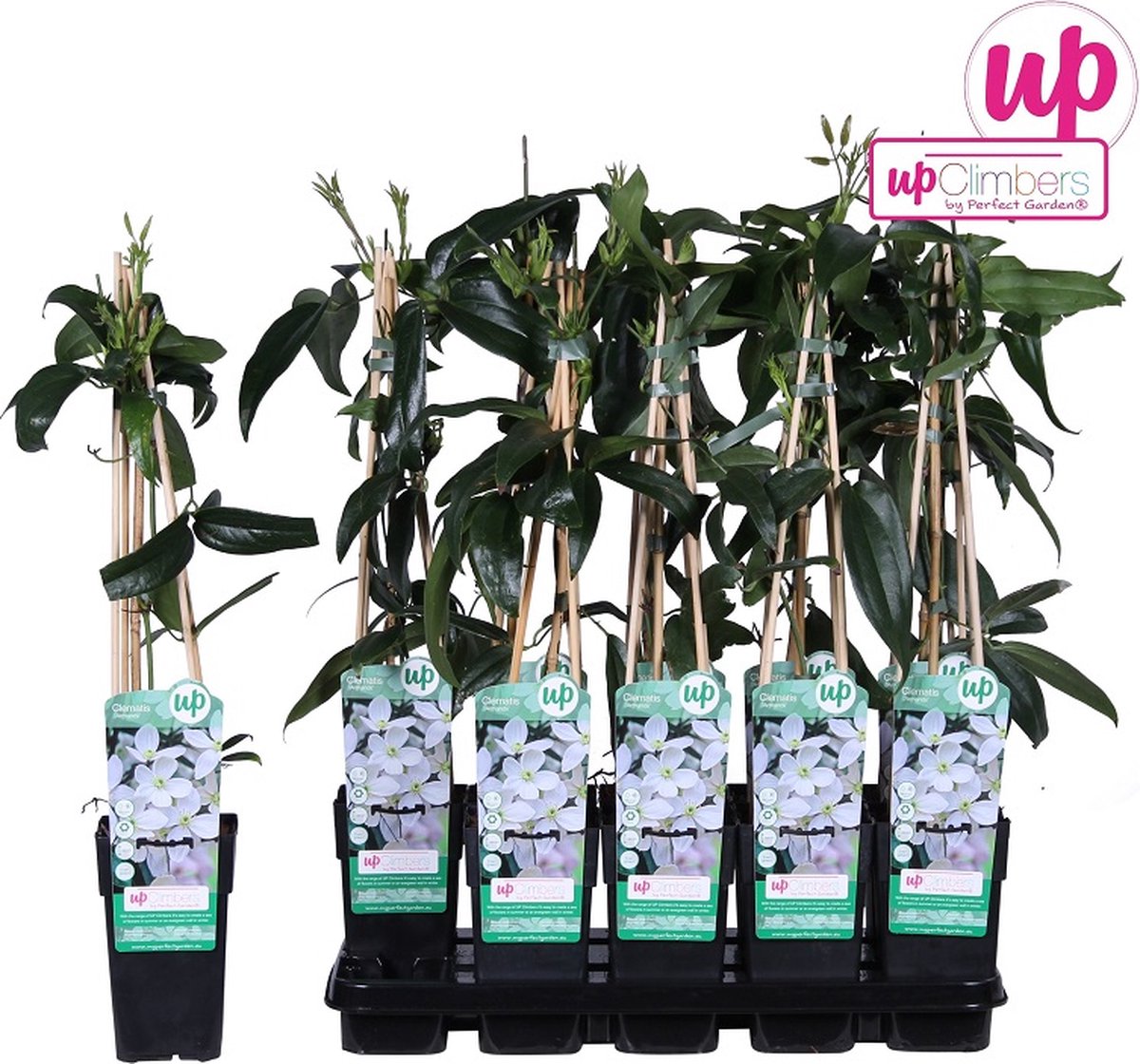 Up!Climbers - Clematis Armandii Bosrank 50-60 cm - Groenblijvend - Klimop - Winterhard