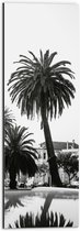 WallClassics - Dibond - Palmbomen in Amerikaanse Buurt (Zwart- wit) - 20x60 cm Foto op Aluminium (Met Ophangsysteem)