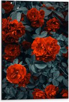 WallClassics - Dibond - Rode Volle Bloemen in Donkergroene Struik - 40x60 cm Foto op Aluminium (Met Ophangsysteem)