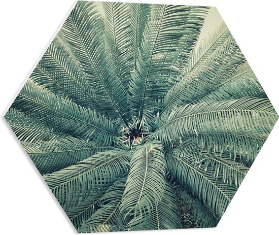 WallClassics - PVC Schuimplaat Hexagon - Bovenaanzicht van Groene Palmboom - 60x52.2 cm Foto op Hexagon (Met Ophangsysteem)
