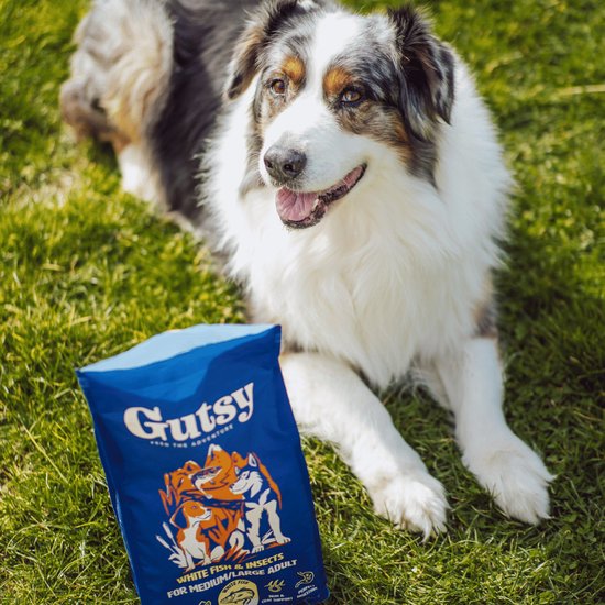 Een australische herder met een zak Gutsy hondenvoer op het gras.