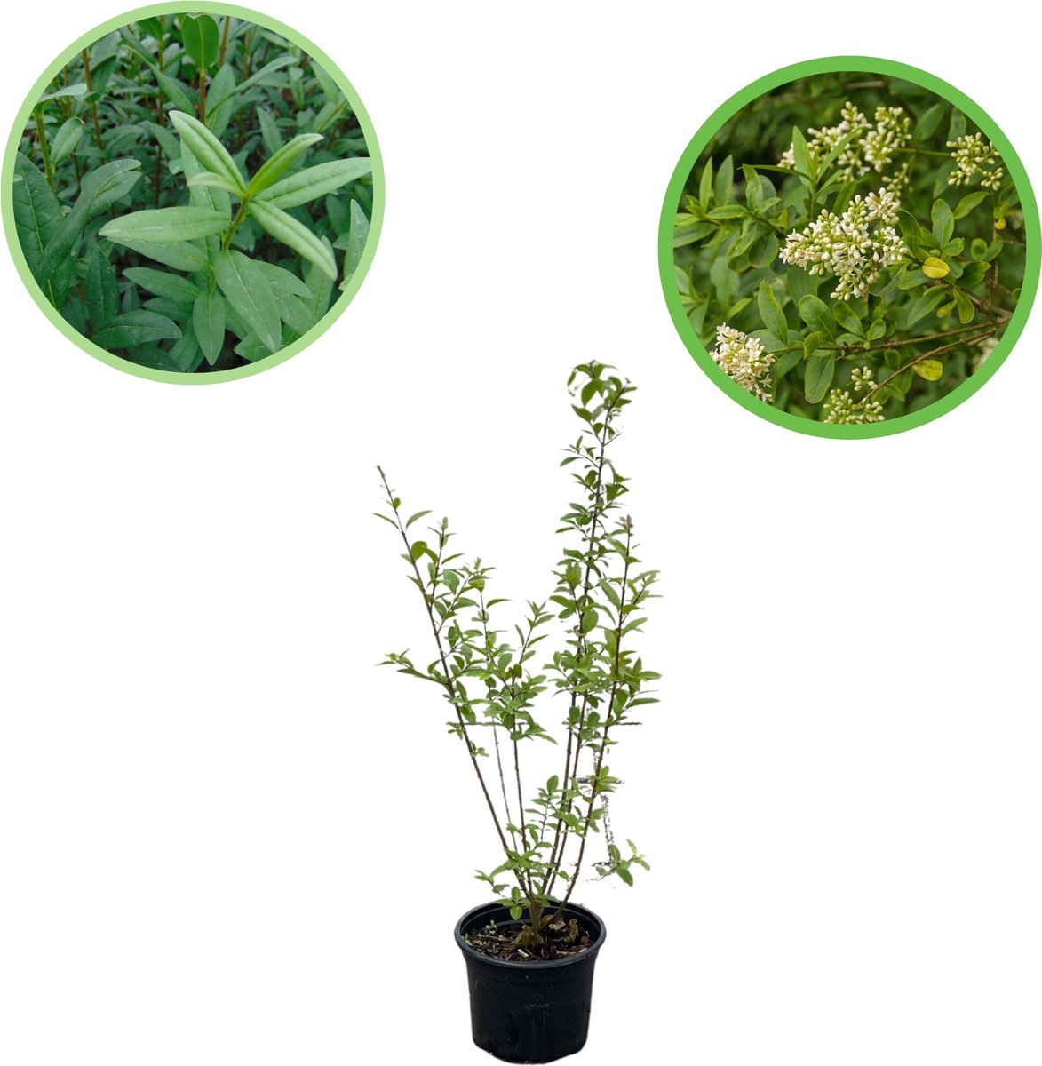 Wintergroene liguster 20-40 cm (in pot) - Ligustrum v. 'Atrovirens' - Ø17 cm - snelle groeier - bloemen voor een biodiverse tuin - gemakkelijk te snoeien