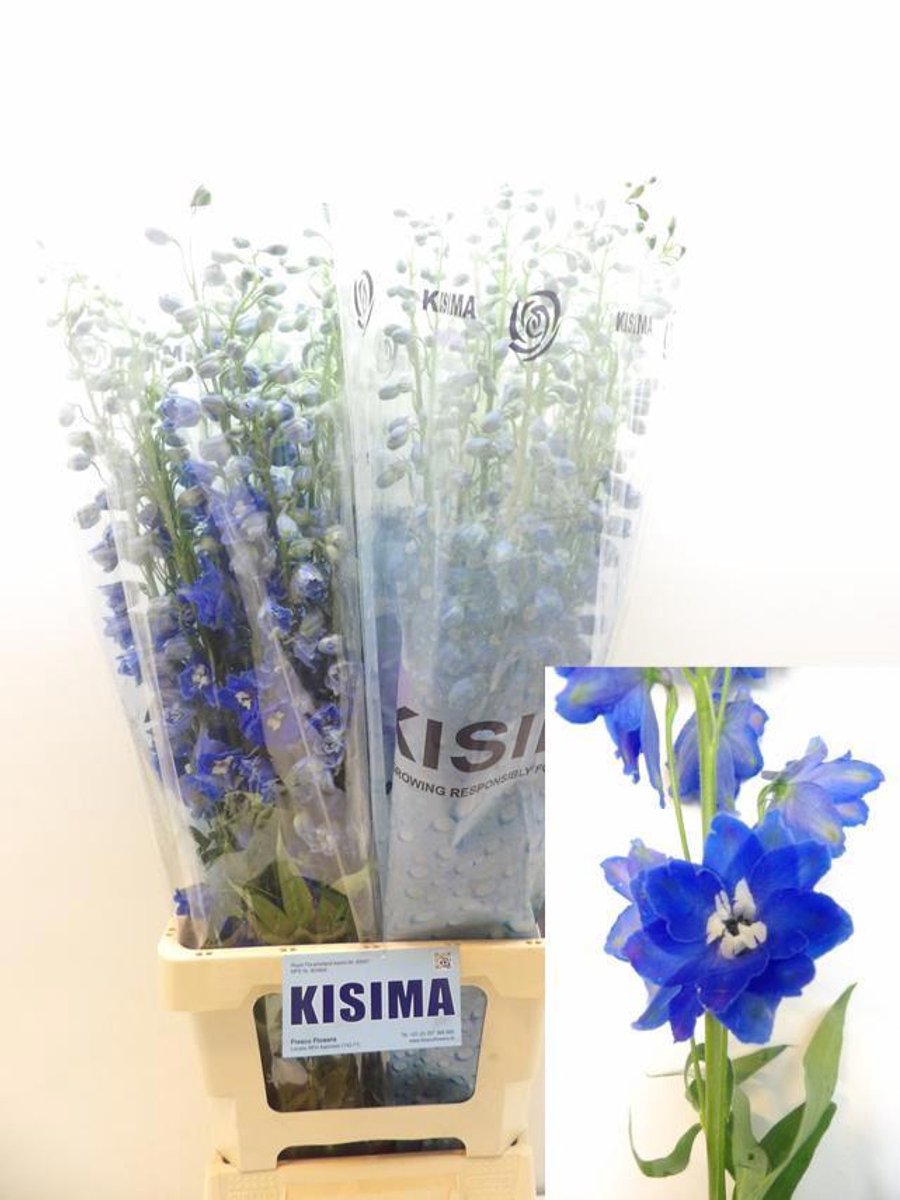 10x Delph.candle blue shades du 80cm