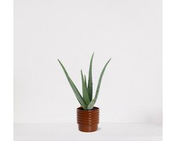 Aloë Vera in sierpot Naemi Terra – vetplant – eenvoudig te onderhouden - 35-45cm - Ø13 – geleverd met plantenpot – vers uit de kwekerij
