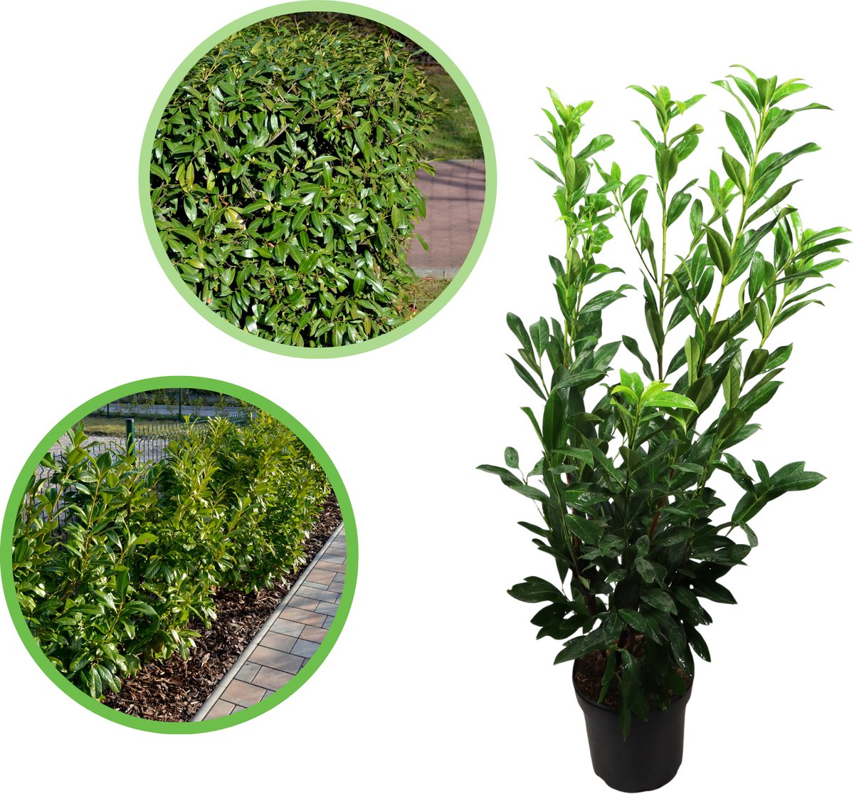 Laurier 'Caucasica' 100-125 cm (in pot) - Prunus l. 'Caucasica' - Ø26 cm - snelle groeier - het hele jaar door groen - gehele jaar blikdicht