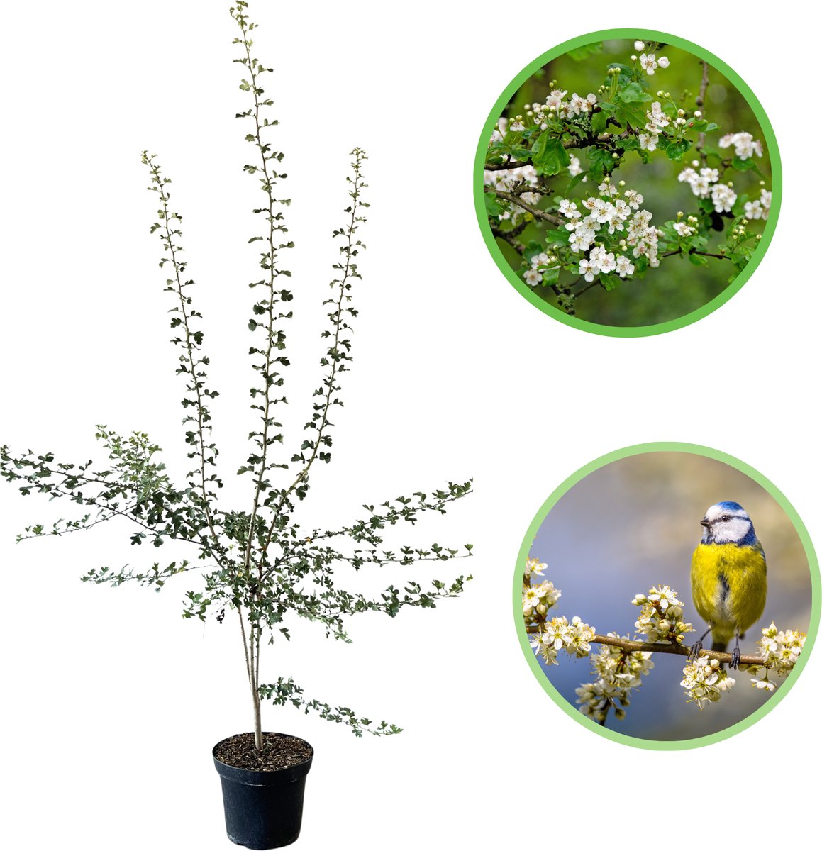Meidoorn 125-150 cm (in pot) - Crataegus monogyna - Ø26 cm - inheemse plant - rode bessen voor vogels - natuurlijke beveiliging dankzij doorns