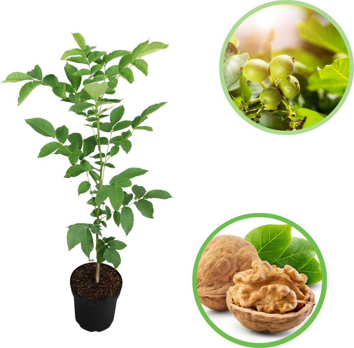 Walnoot / Okkernoot 60-80 cm (in pot) - Juglans regia - Ø23 cm - groei eetbare noten - snelle groeier - weinig onderhoud