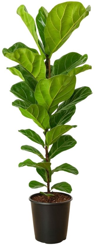 Ficus Lyrata - 120 - 140cm Hoog - Vioolbladplant - Luchtzuiverend - Pot 21cm