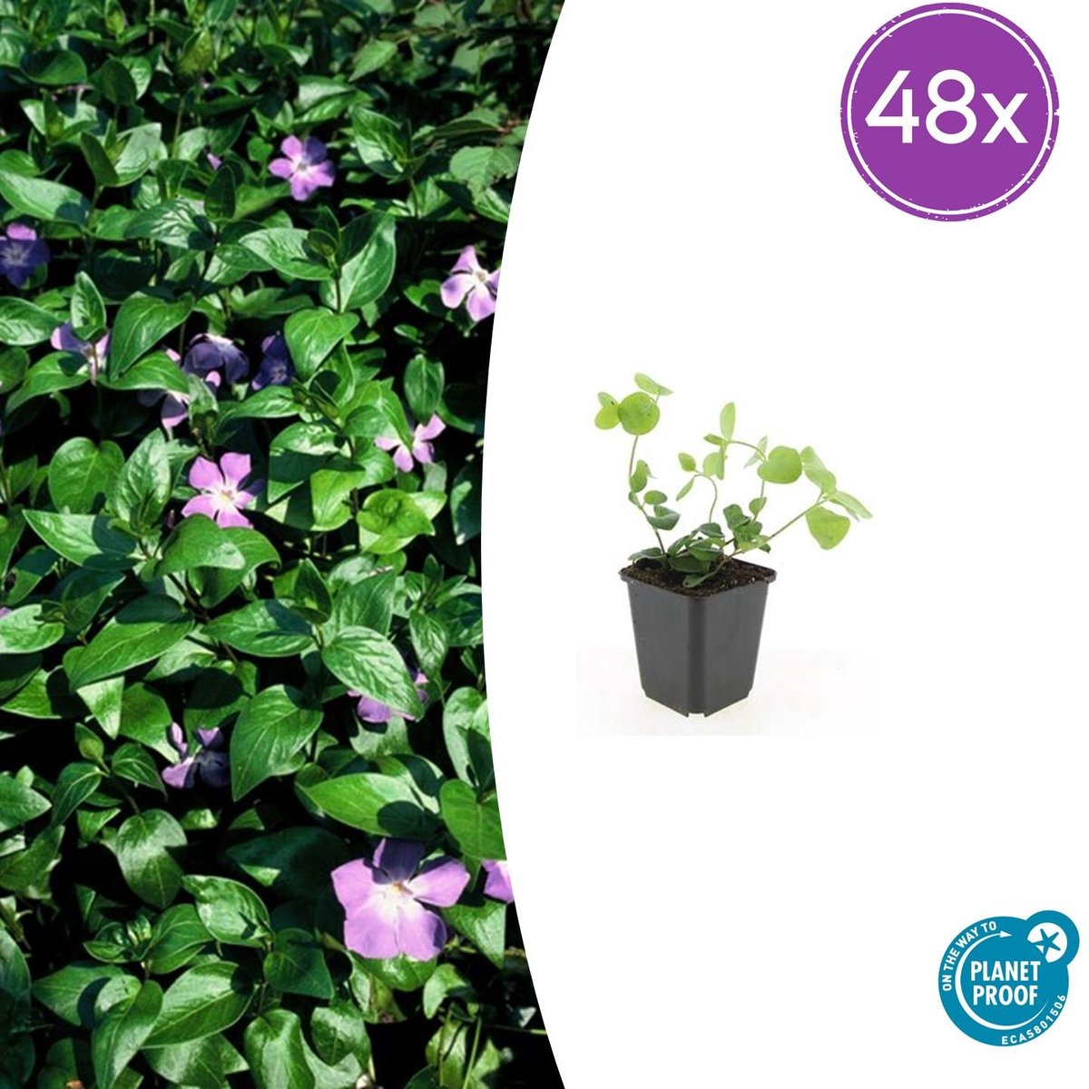 Trendyplants - Vinca major - 48 stuks - Grote Maagdenpalm - Winterhard - Hoogte 10-30 cm - Potmaat Ø9cm