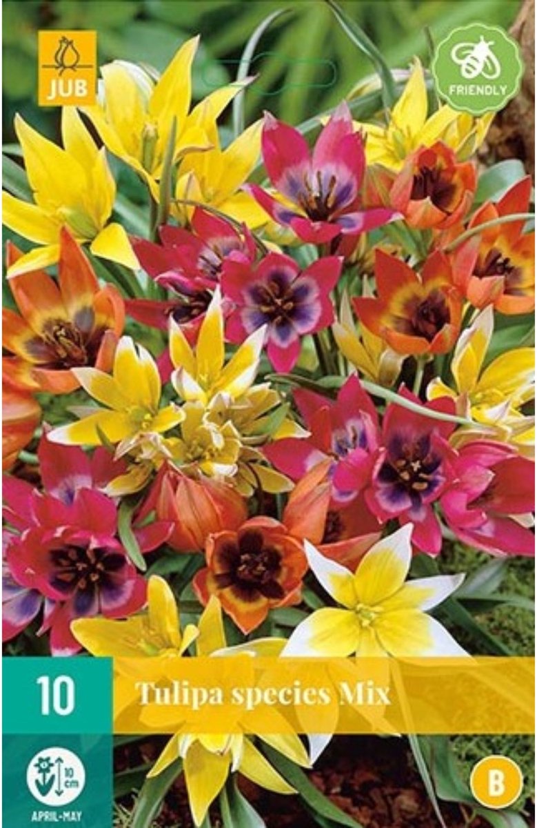 Tulp (Tulipa) - en Botanisch Mix - Snijbloemen - Voorjaarsbollen - bloeit in April / Mei