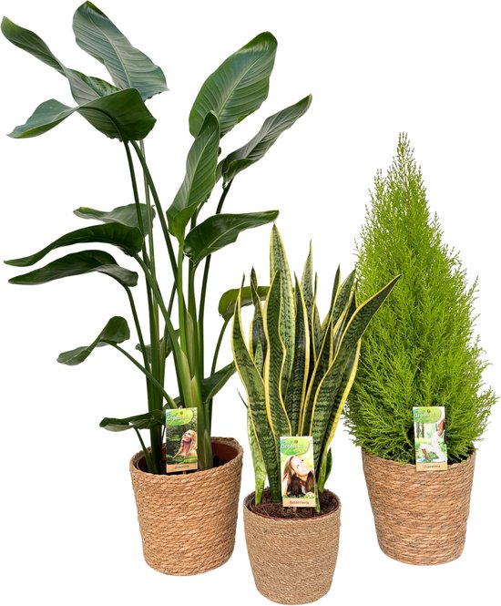 Strelitzia Nicolai Ø21 & Sansevieria Laurentii Ø17 & Cupressus Ø21 with Natural Basket, 80-120cm hoogte, siermand, air purifying, kamerplanten, Inclusief mand, easy to care for, echte planten, geweldig cadeau-idee, great gift idea