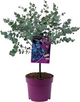 GARDENZO - 1x Eucalyptus gunnii 'Azura' op stam - Gomboom - 40-50cm - Ø15cm pot