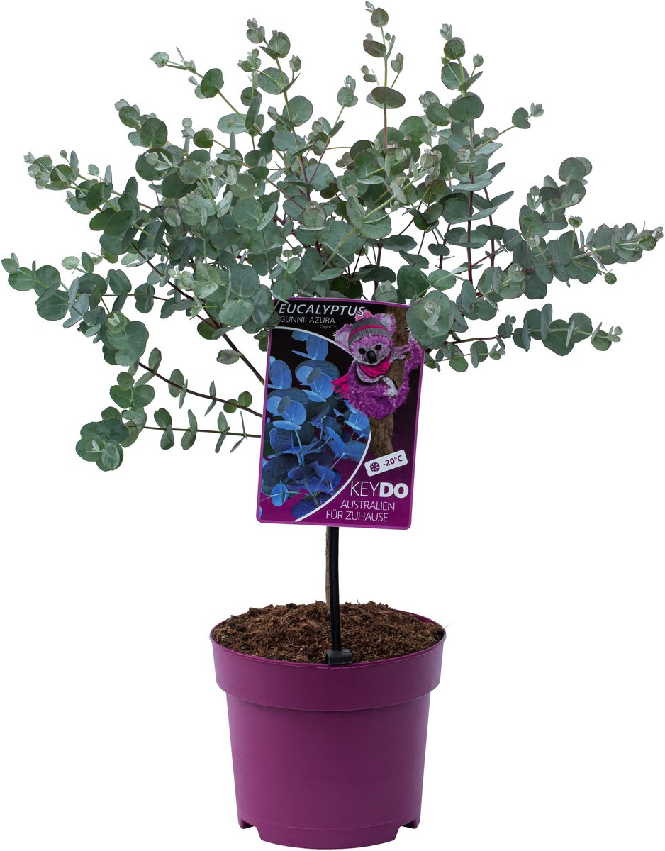 GARDENZO - 1x Eucalyptus gunnii 'Azura' op stam - Gomboom - 40-50cm - Ø15cm pot