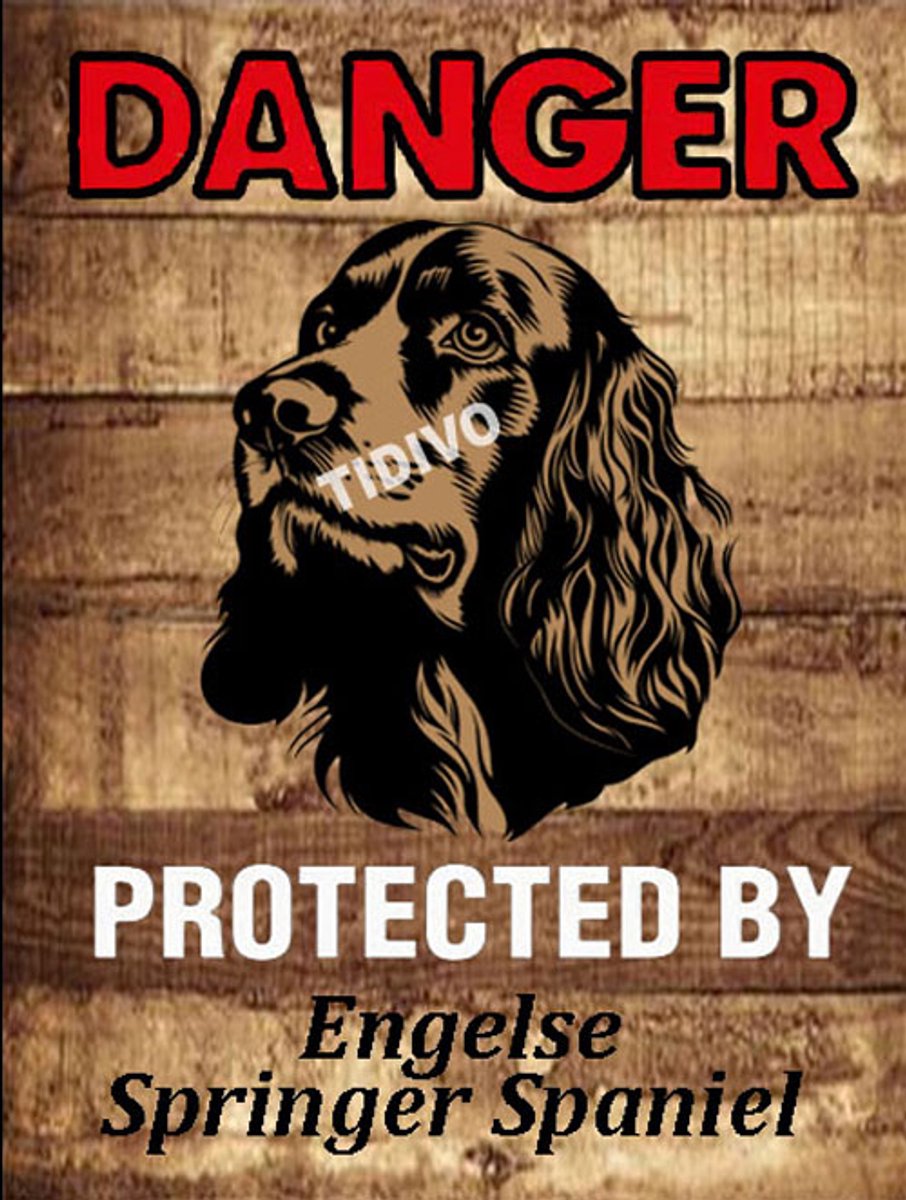 Engelse Springer Spaniel 19