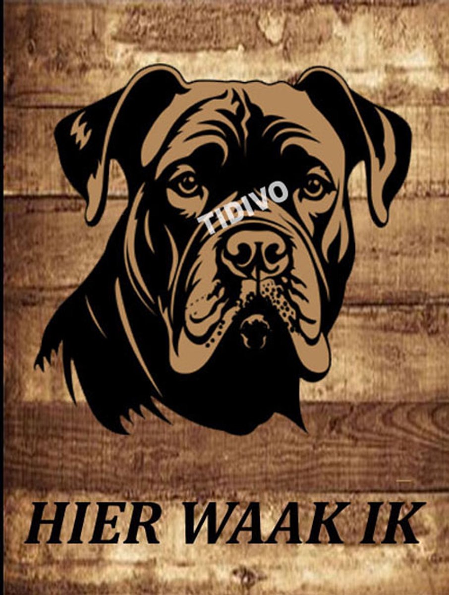 Cane Corso 20