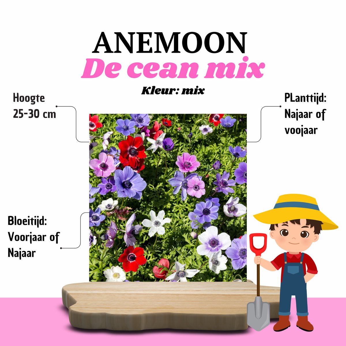 KH Bloembollen® Anemoon | De Caen Mix – 30 stuks – Gemengde Kleuren Voorjaarsbollen – Voor Tuin & Border