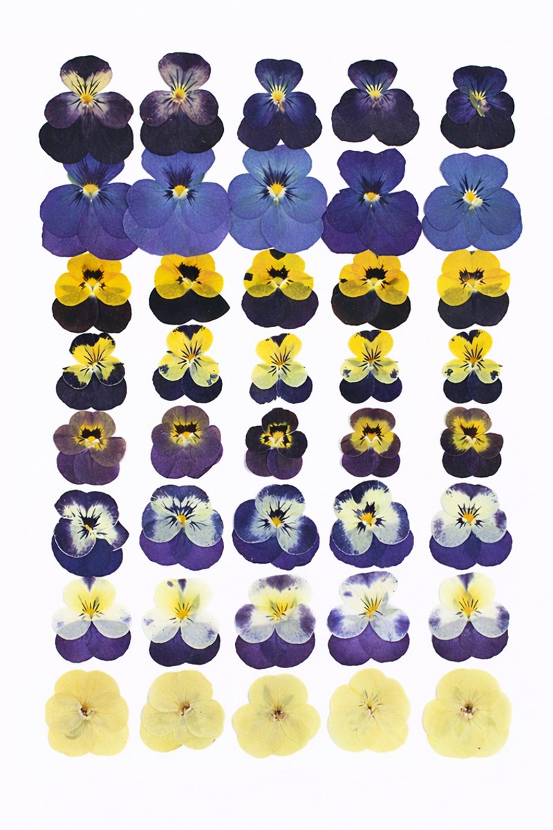 BOTC Natuurlijk Gedroogde Bloemen - 48 stuks Natuurlijke bloemdecoratie - voor Harskunst en doe-het-zelf knutselprojecten - Viooltjes