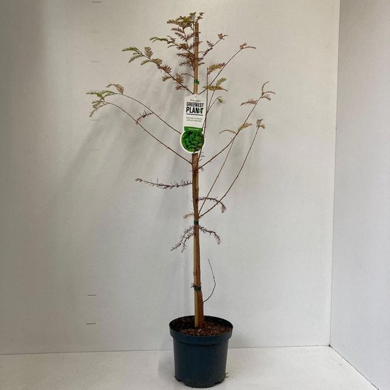 Moerascipres met bruinige naalden, een kale stam en een groene pot.
