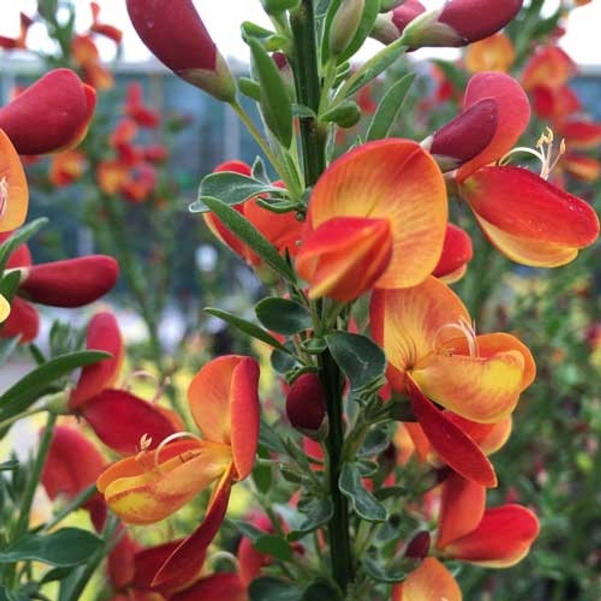 2 x Cytisus 'Lena' - Brem | Oranje - Meerjarig en Winterhard | Tuinplanten - 2 x 1,5 liter pot